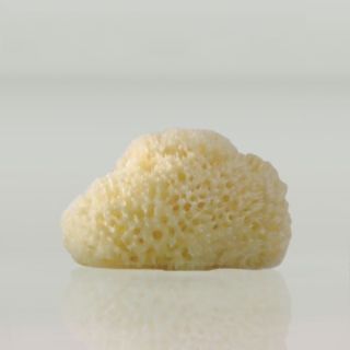Sea Sponge Body